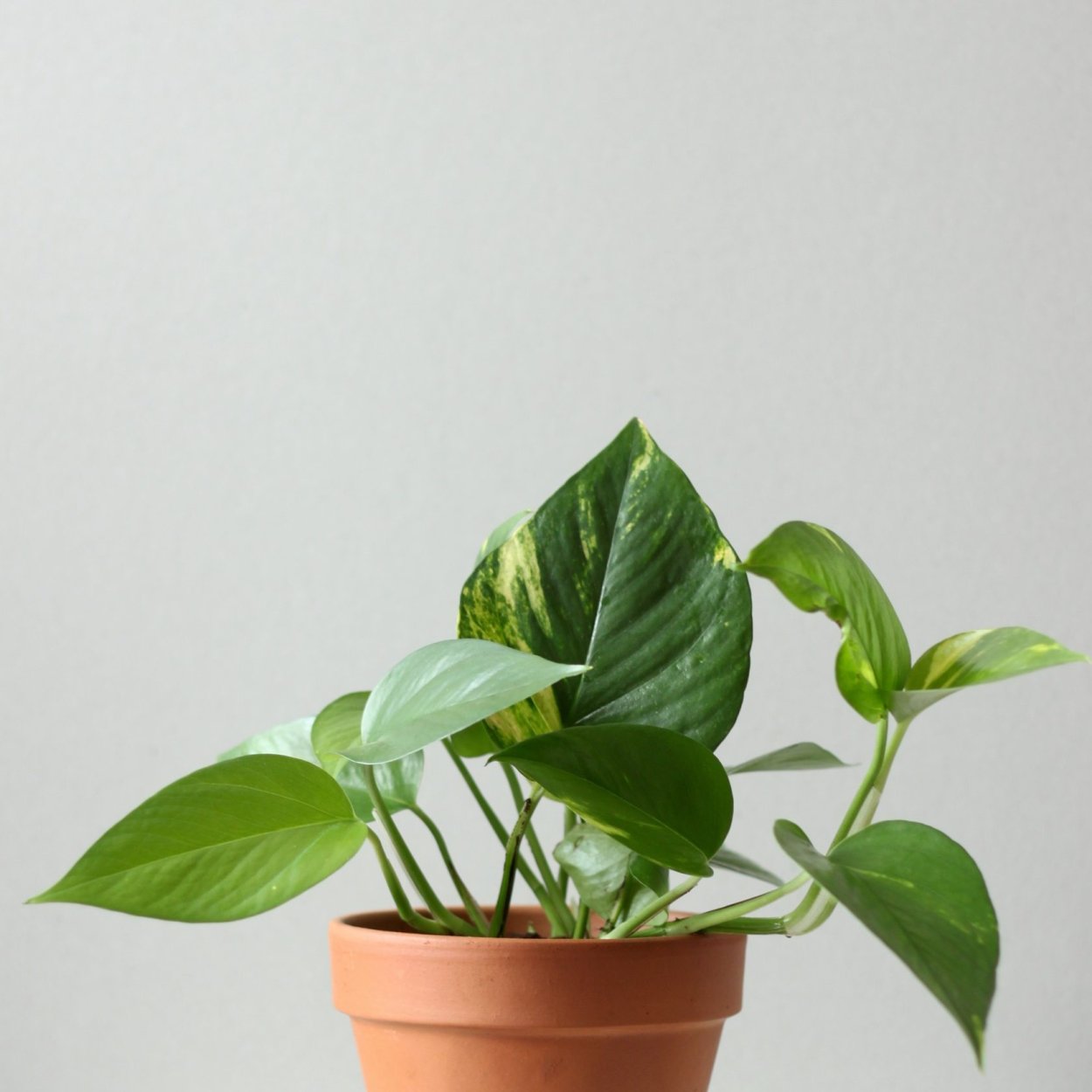 Эпипремнум Голден Квин