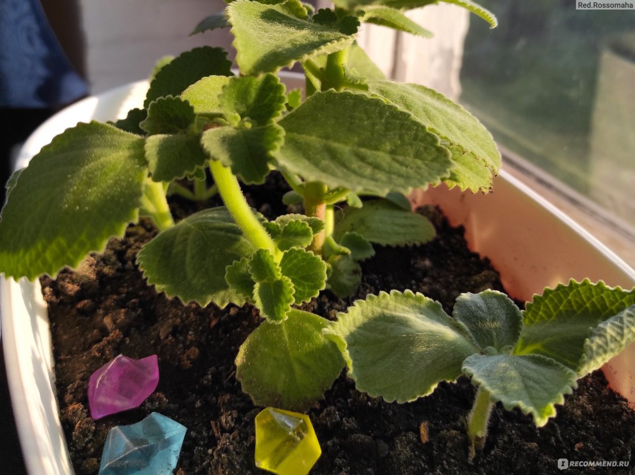 Плектрантус Южный