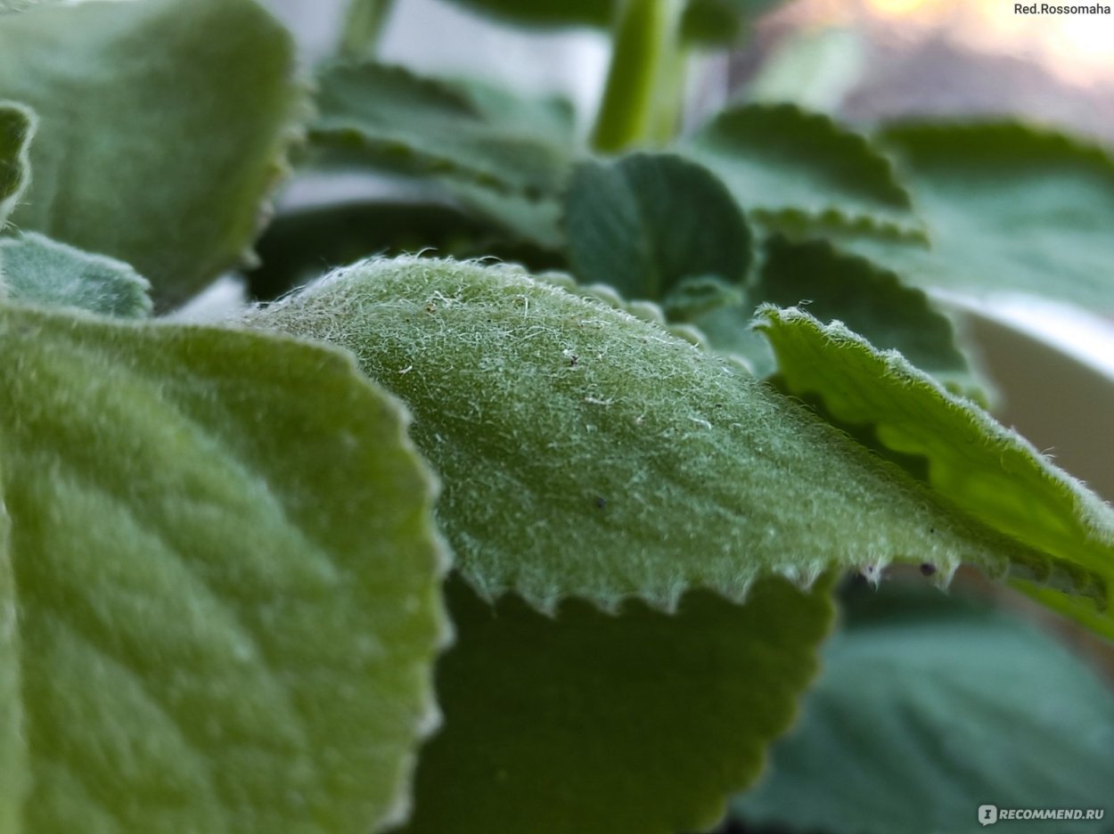 Мята плектрантус мохнатый