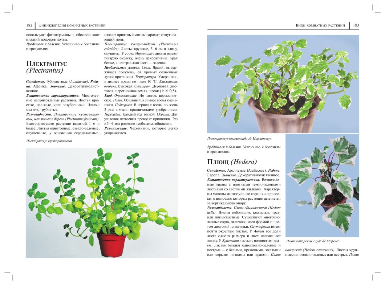 Плектрантус гибридный
