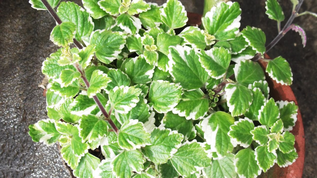 Plectranthus amboinicus albomarginata