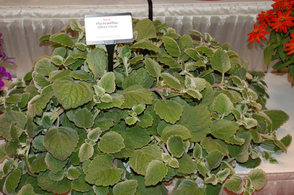 Плектрантус комнатная мята