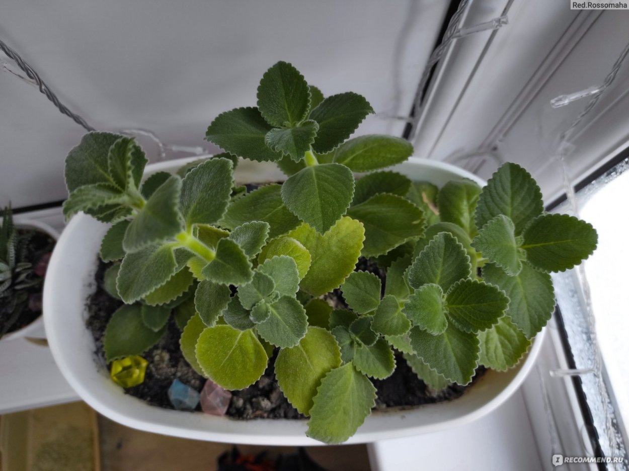 Плектрантус Шоколадница