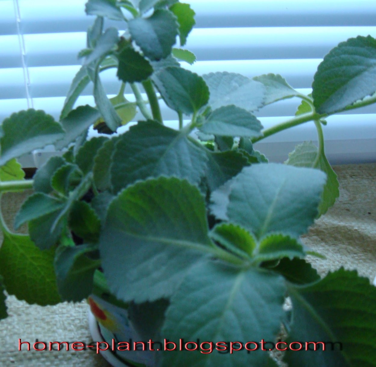 Плектрантус гибридный