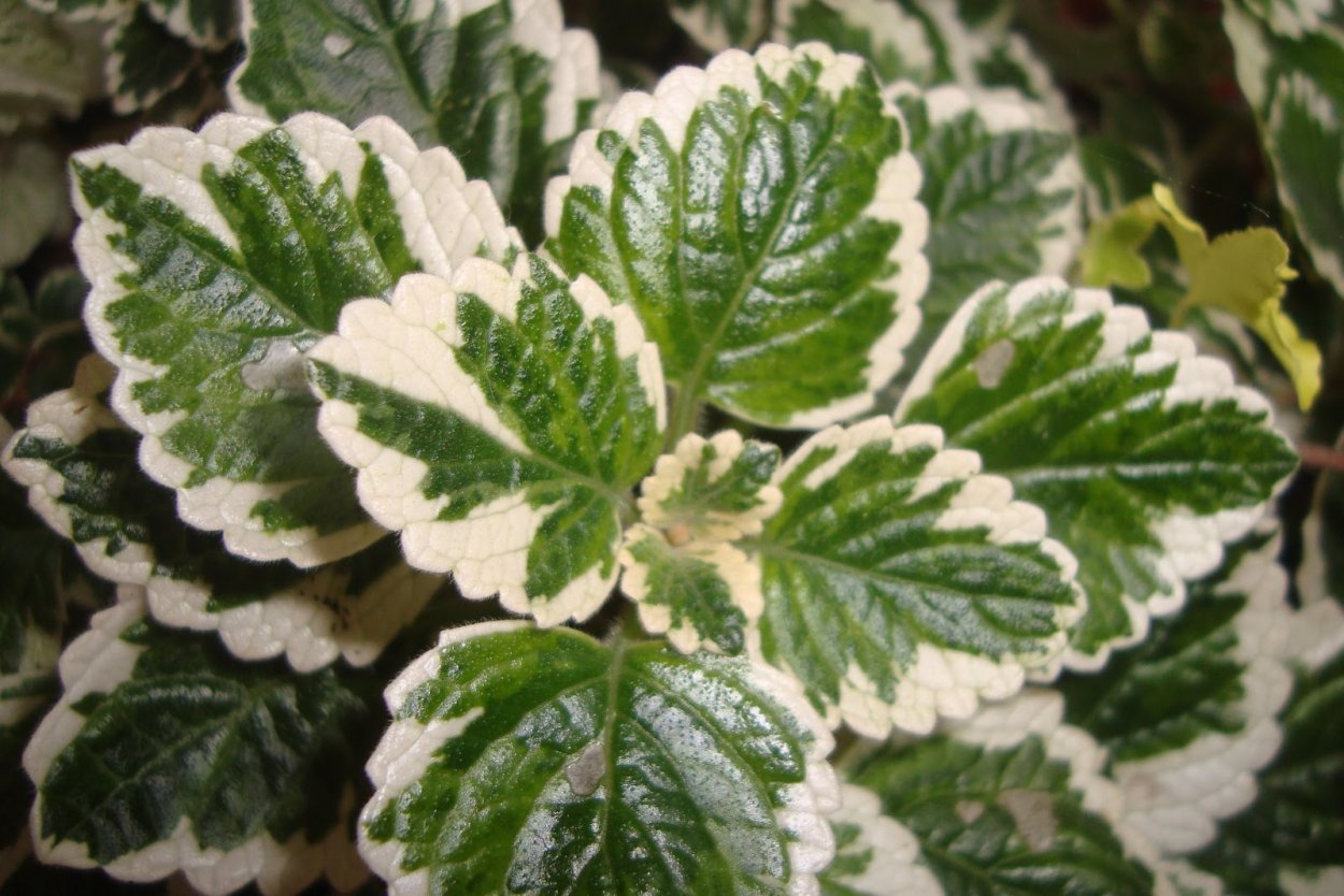 Плектрантус verticillatus