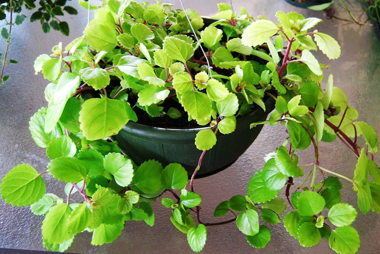 Плектрантус дуболистный