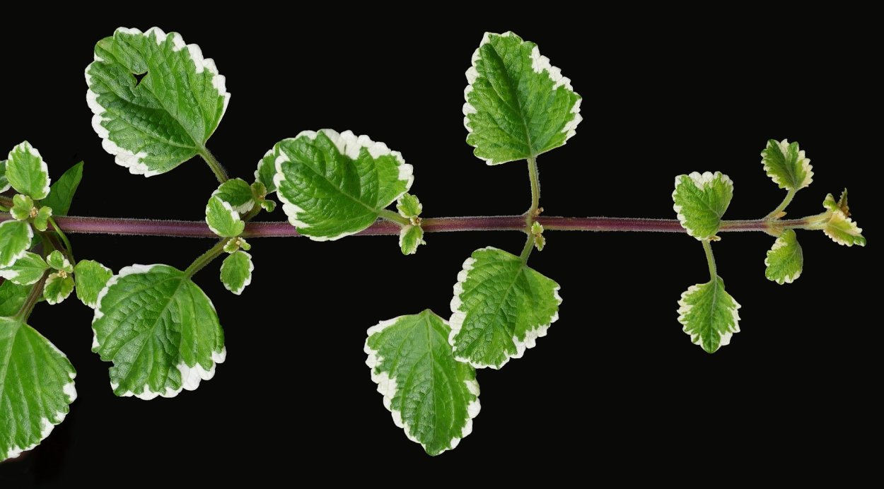 Плектрантус войлочный комнатная мята