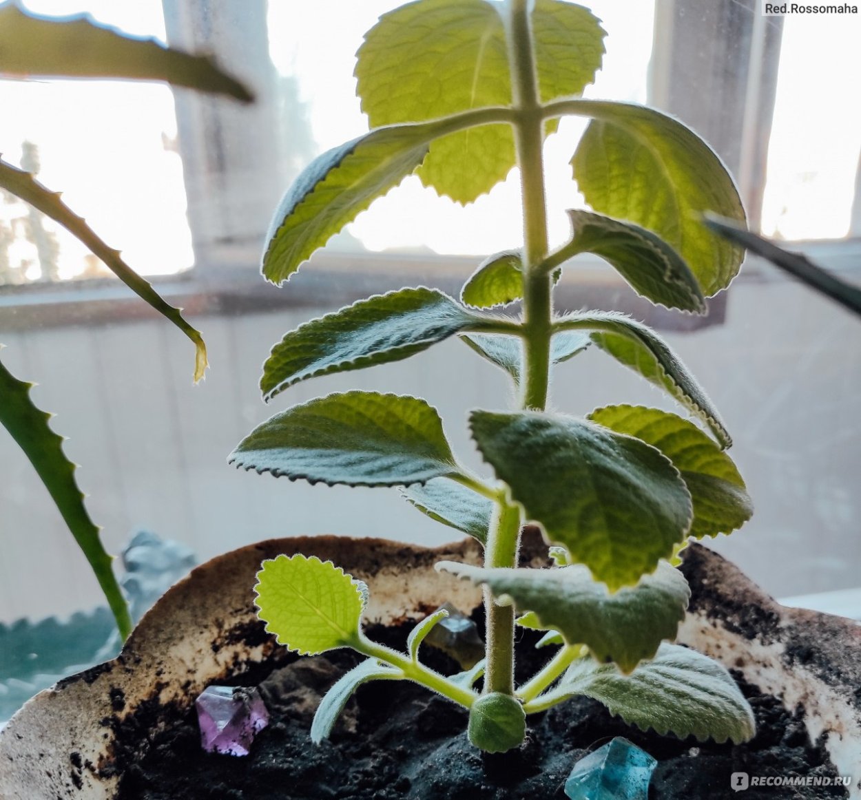 Плектрантус madagascariensis