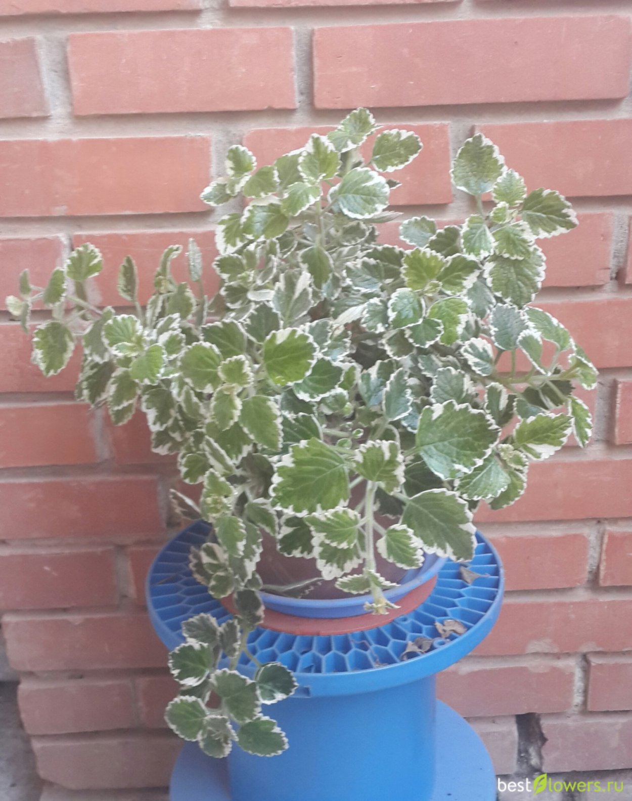 Плектрантус Суккулентный