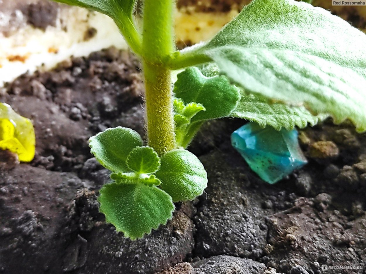 Плектрантус монетчатый