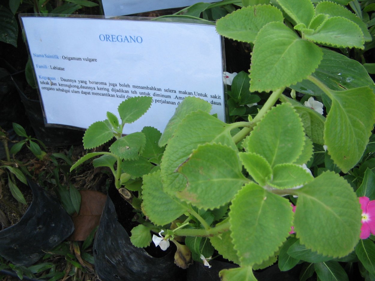 Плектрантус verticillatus