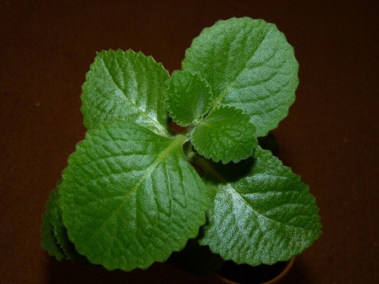 Plectranthus amboinicus (Lour.) Spreng.