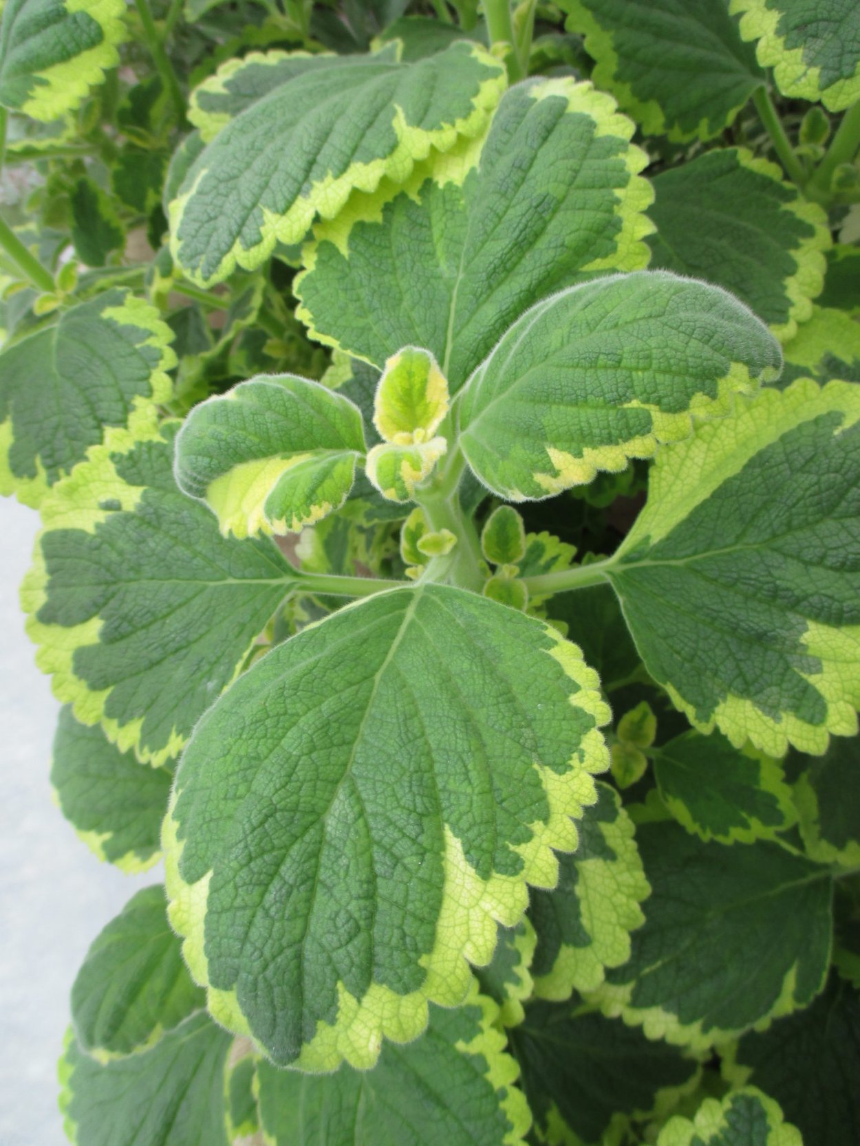 Плектрантус амбоинский