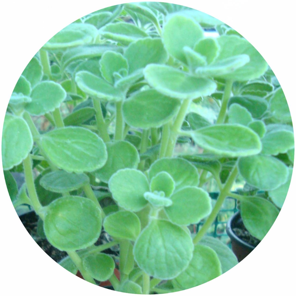 Плектрантус ампельный вариегатный