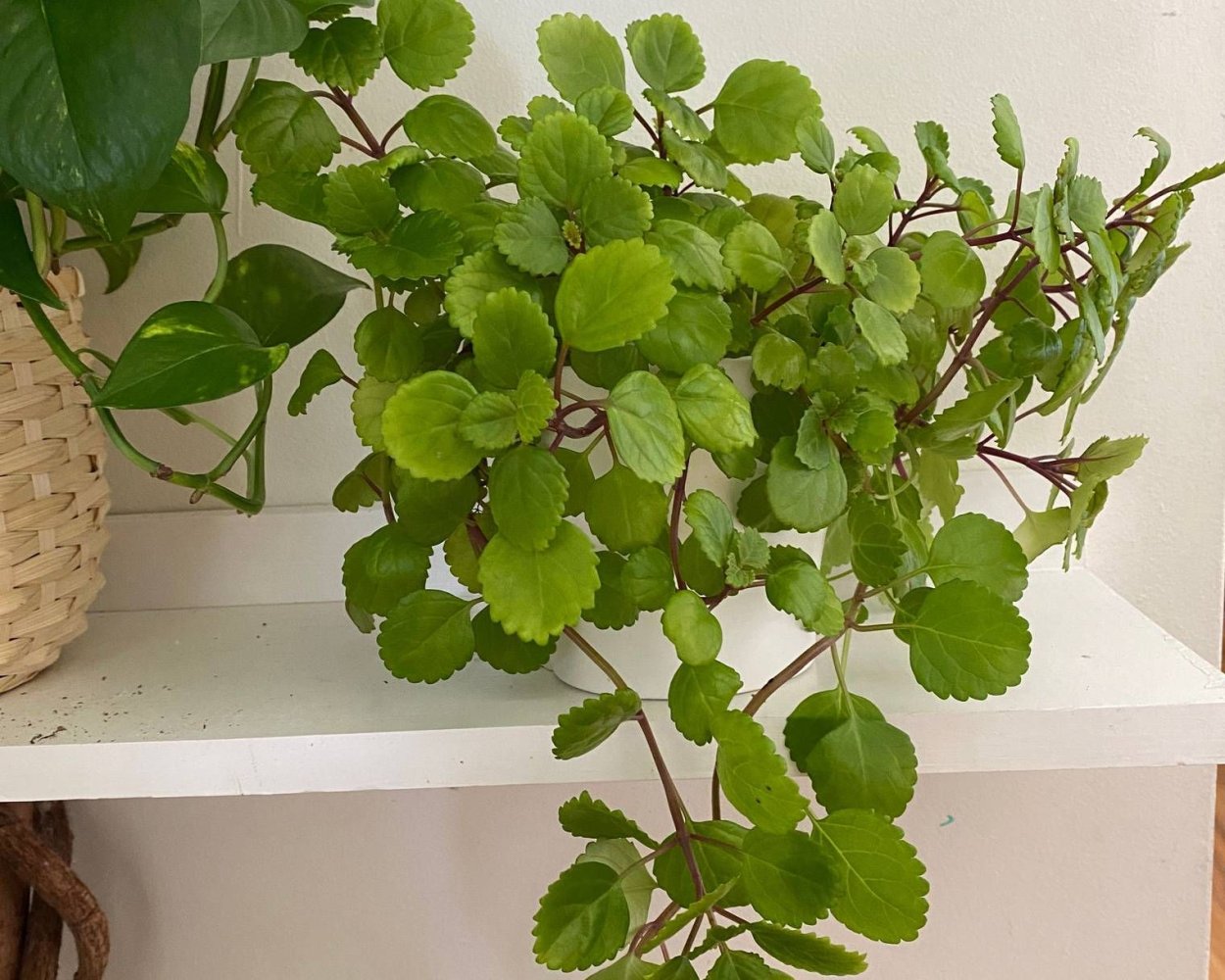 Плектрантус маргинатус