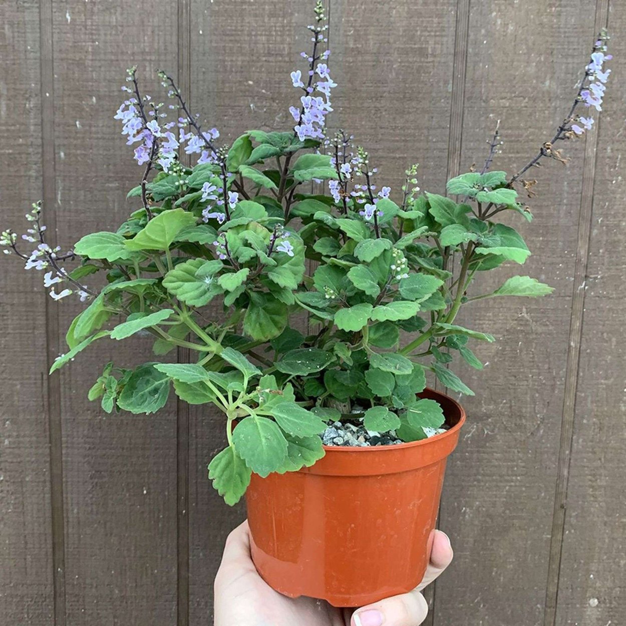 Паспорт комнатных растений мята плектрантус