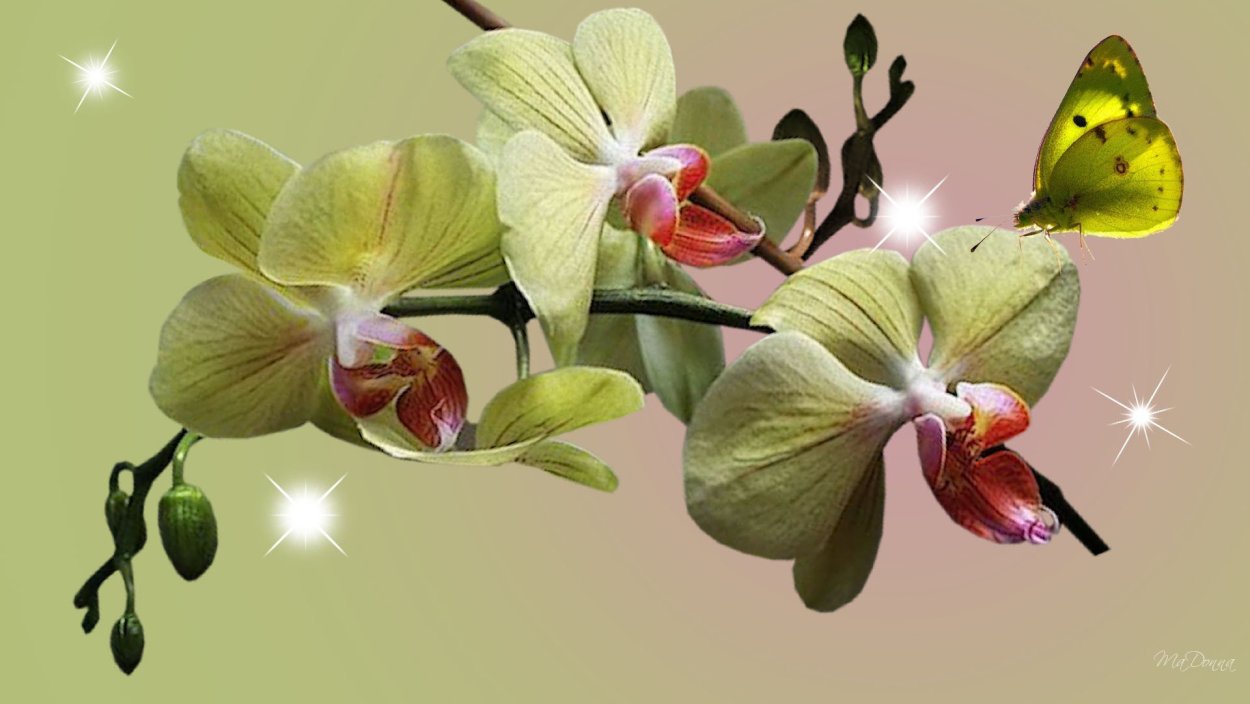 Орхидея ambiance Phalaenopsis