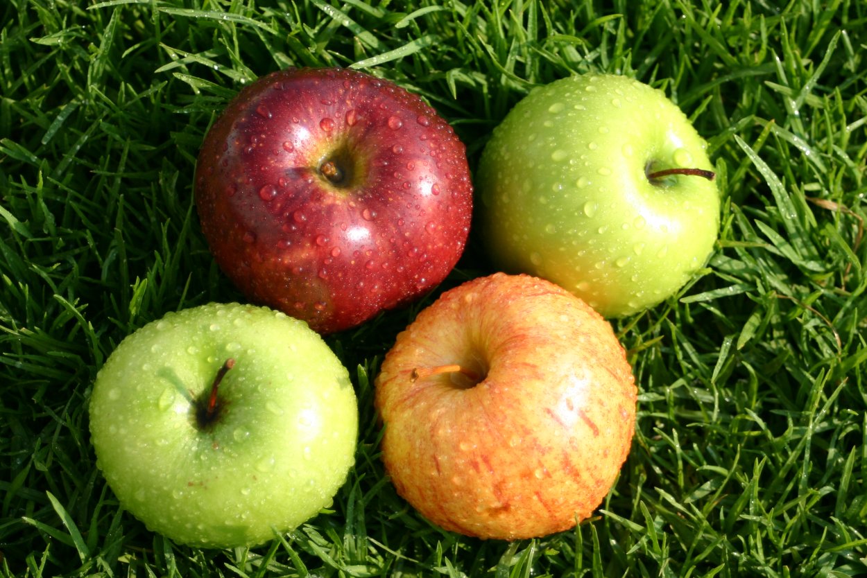 Горькие яблоки