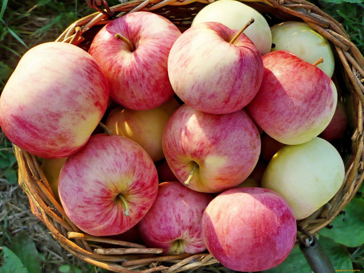 Сорт яблок Женева