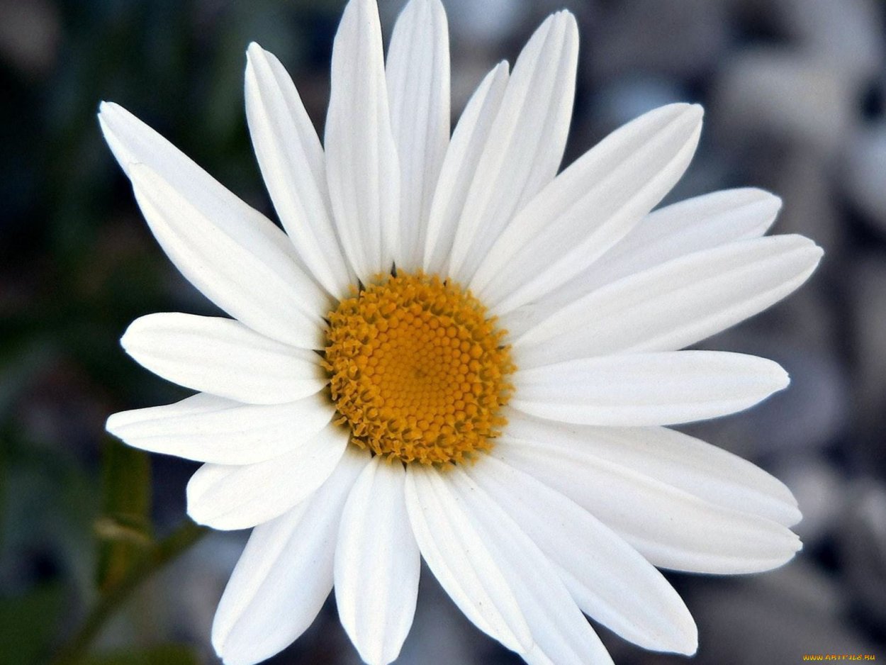 Большая Ромашка