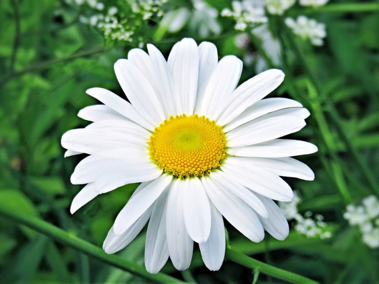 Большая Ромашка