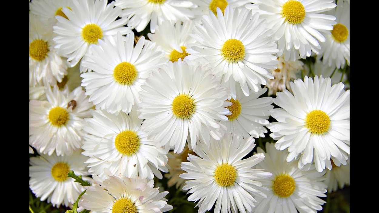 Ромашка многоцветковая