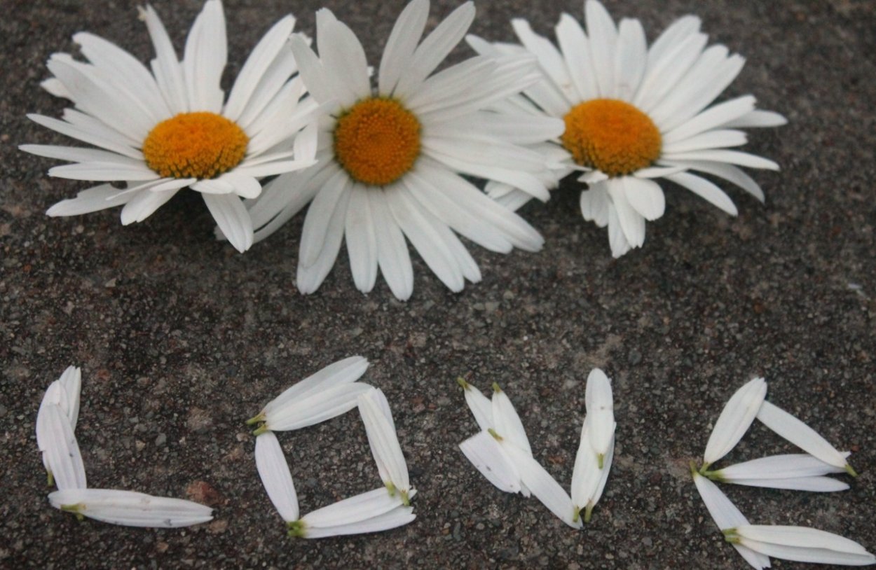 Ромашки Эстетика