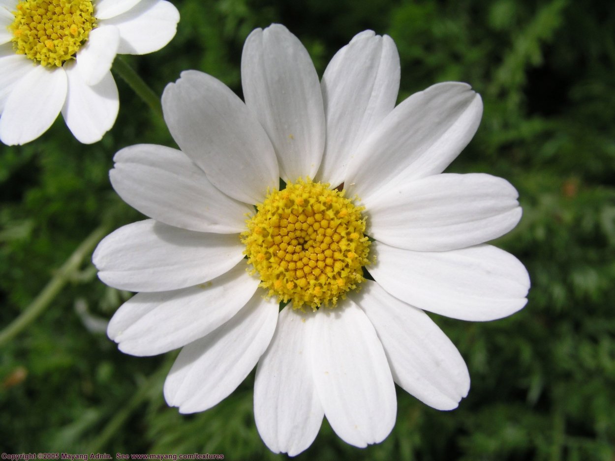 Ромашка сверху