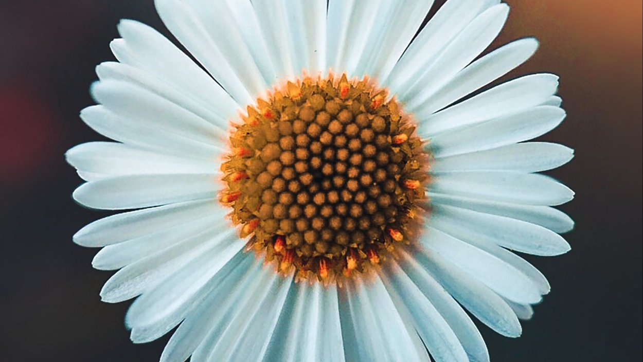 Ромашки цветок и бутон