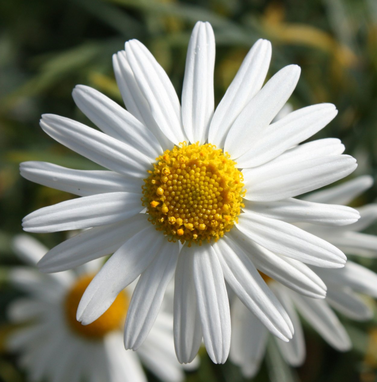 Мойчечак Гули