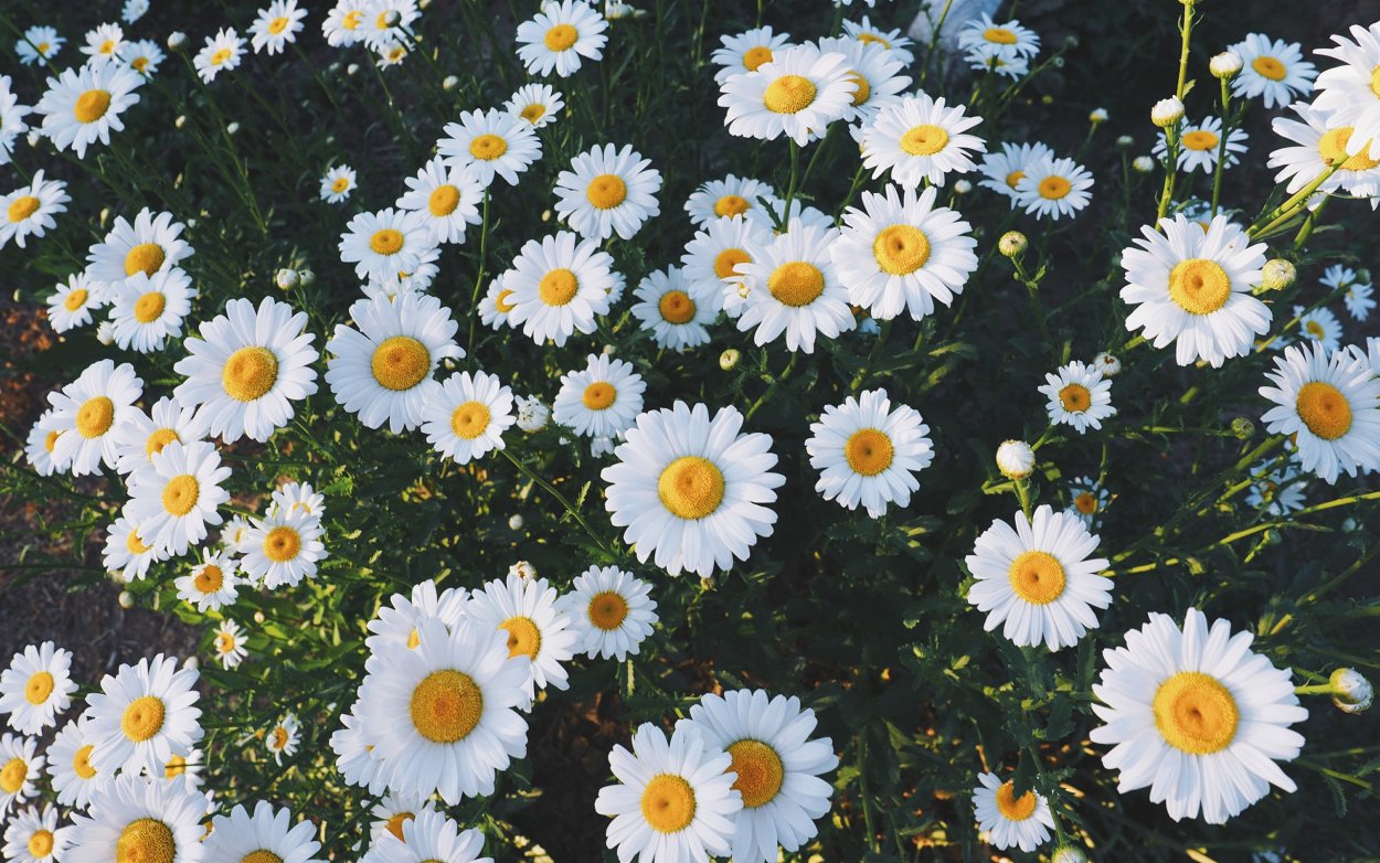 Ромашки Дейзи Флауэр