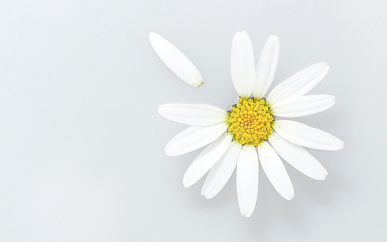 Лепесток ромашки