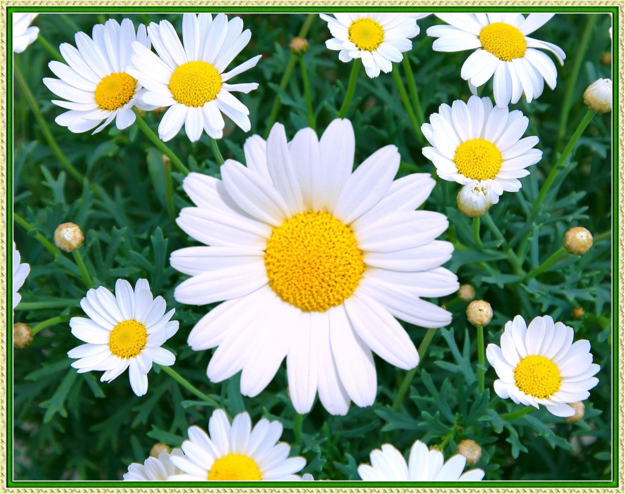 Ромашка (цвет)