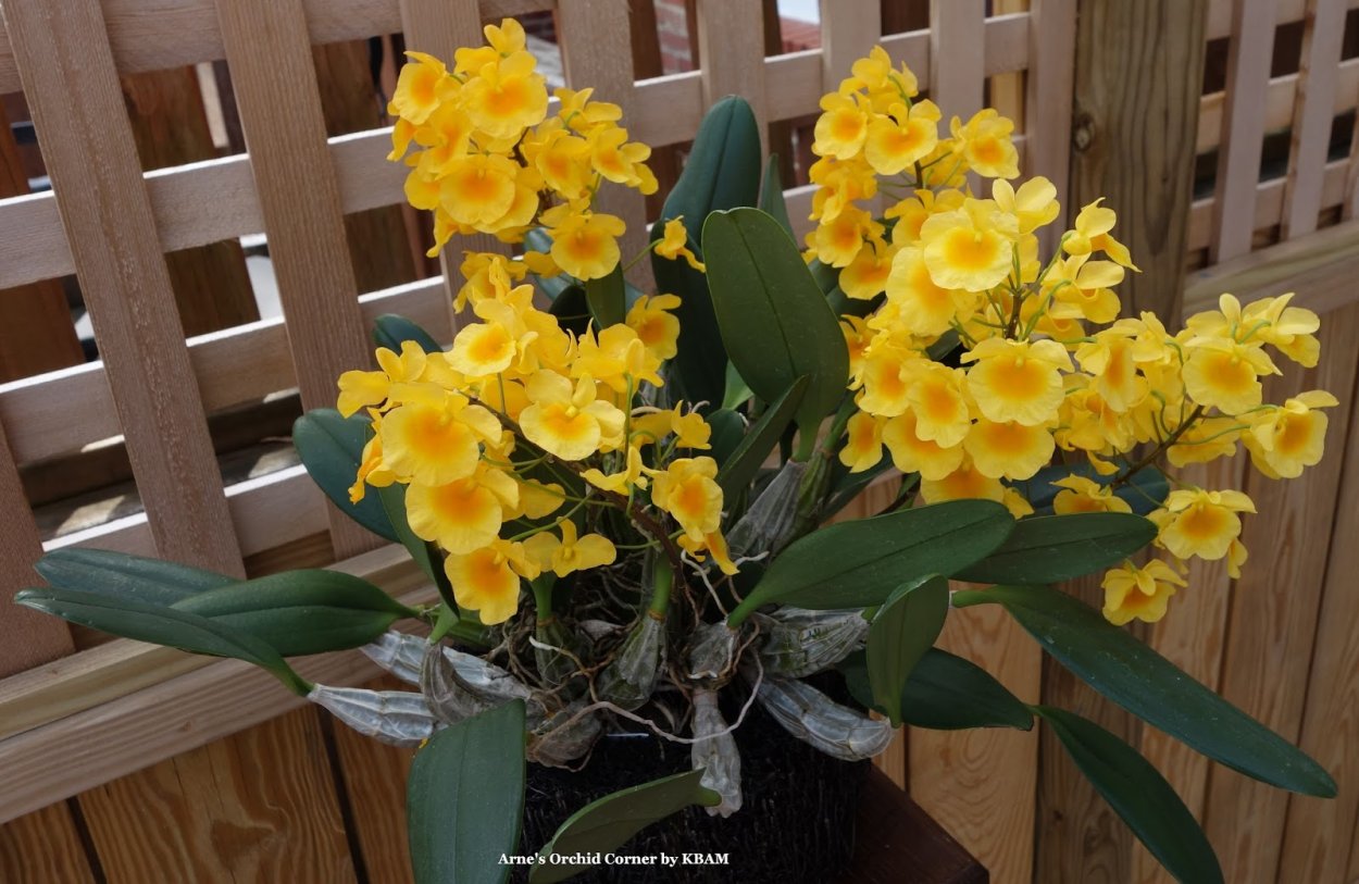 Dendrobium lindleyi is widely distributed in Southeast Asia, including Sikkim, B