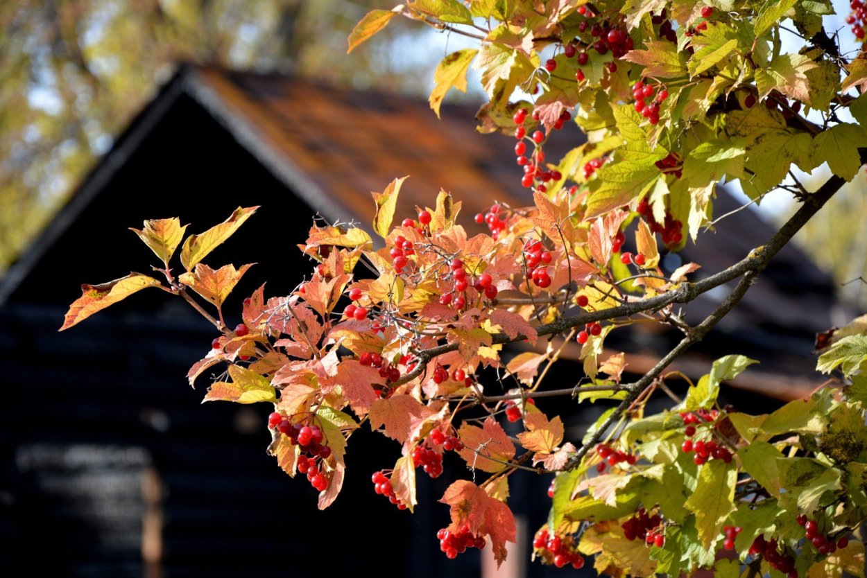 Калина клен