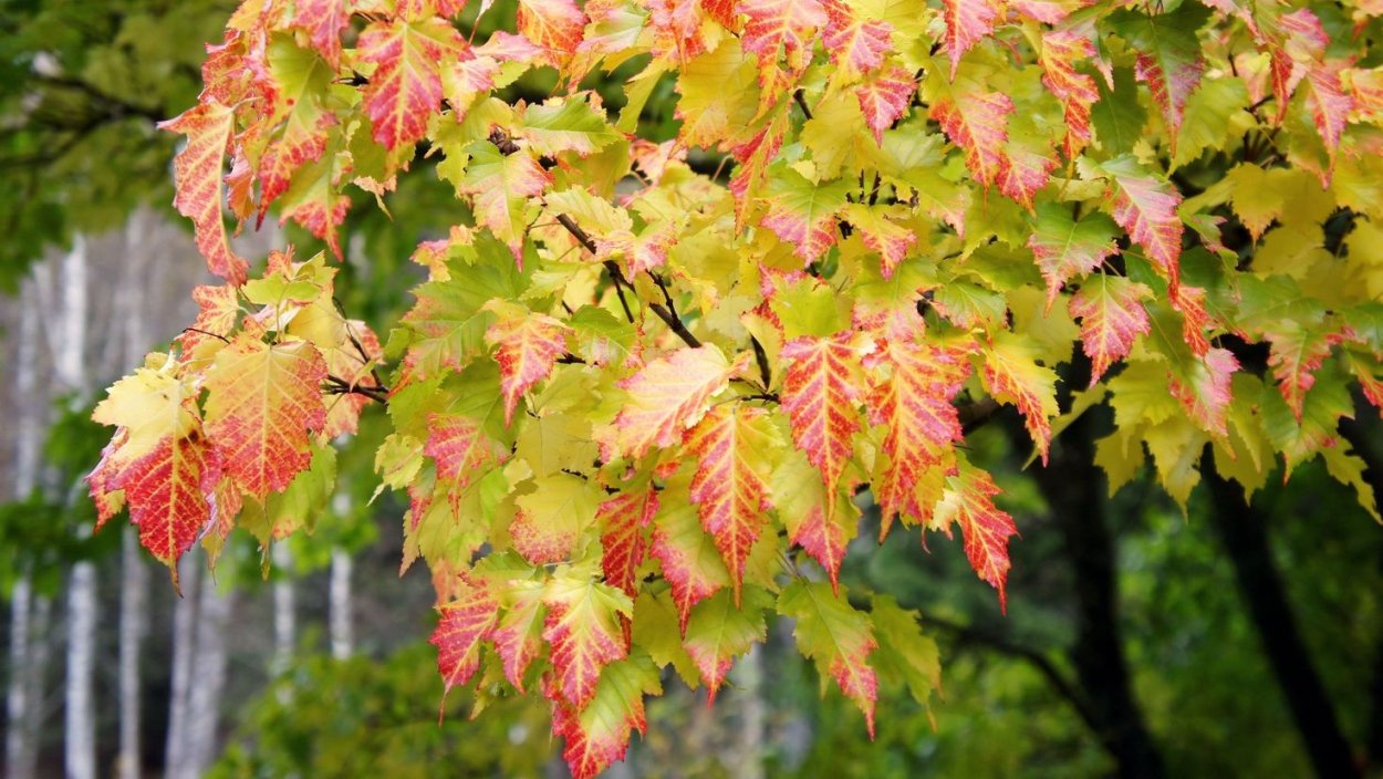 Золотистый клен