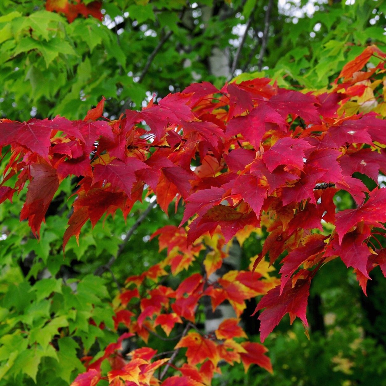 Клен Гиннала Крылатки