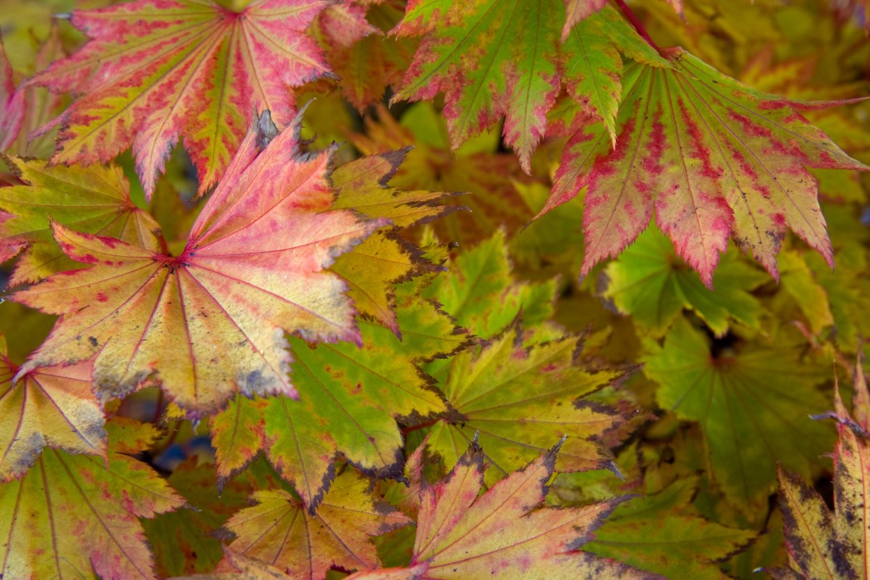 Кустик с кленовыми листьями