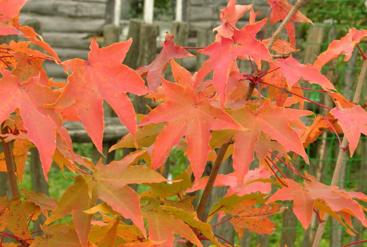 Клен мелколистный моно