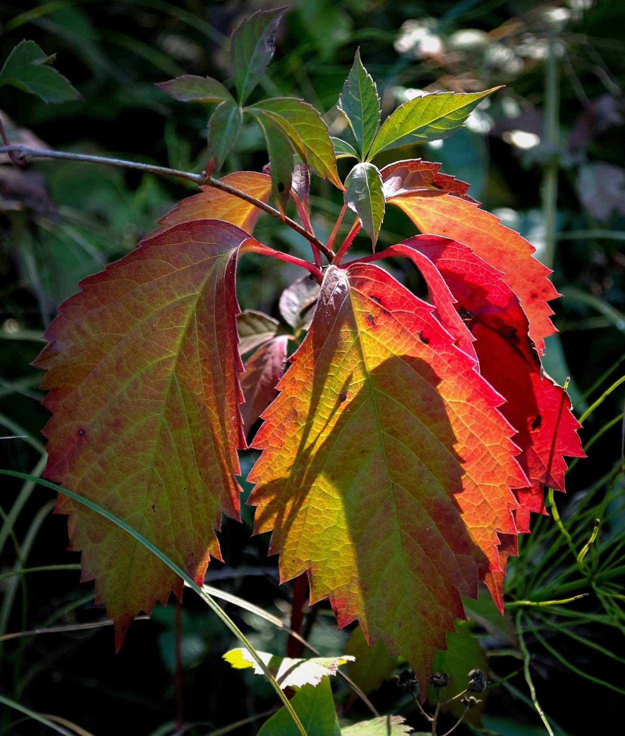 Куст с кленовыми листьями