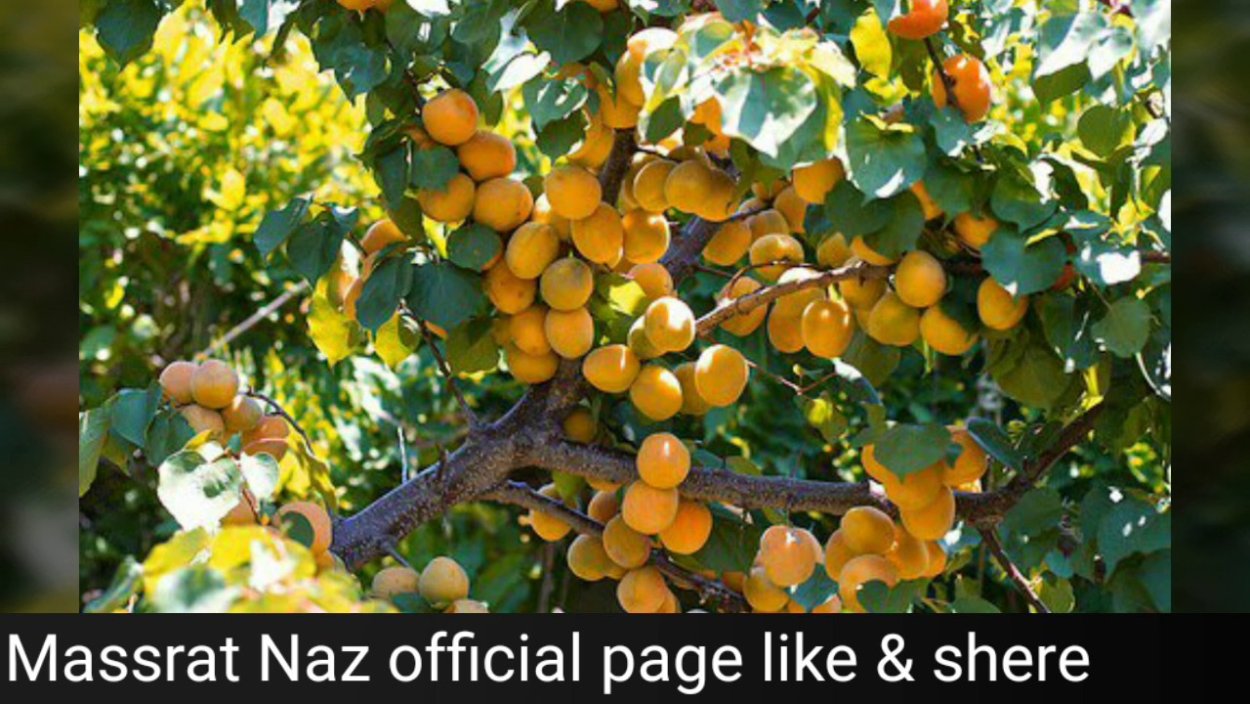 Абрикос Харгранд