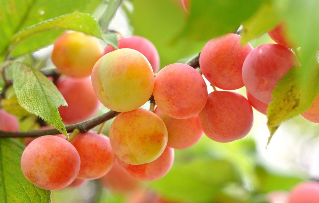 Абрикосы Бабяковский Плодопитомник