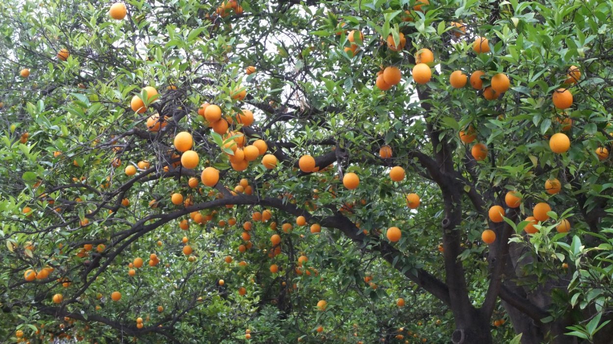 Абрикос Шалах дерево