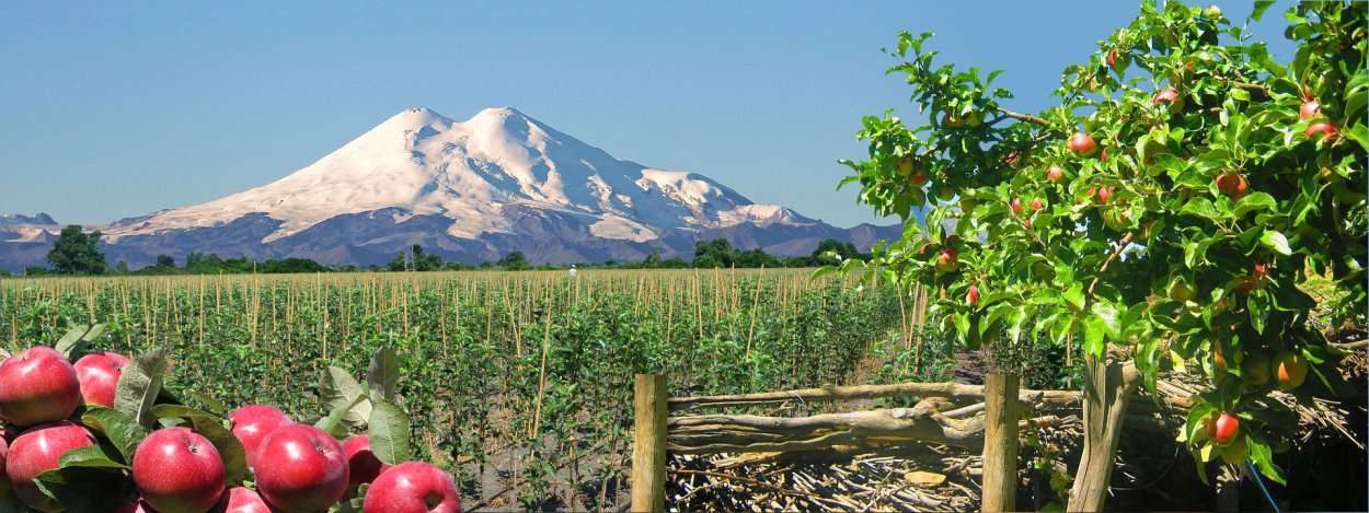 Яблони в Кабардино Балкарии