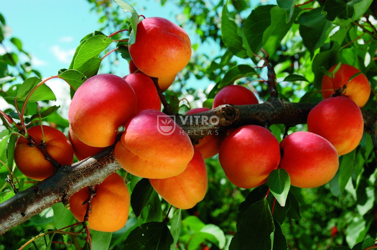 Апельсиновая плантация Сицилия