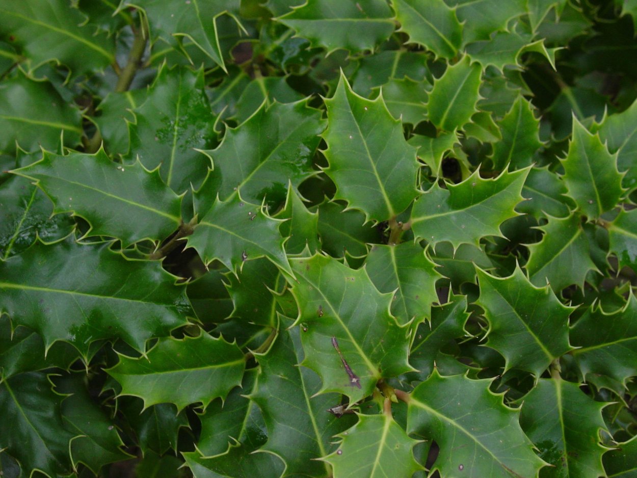 Падуб обыкновенный (Ilex aquifolium);