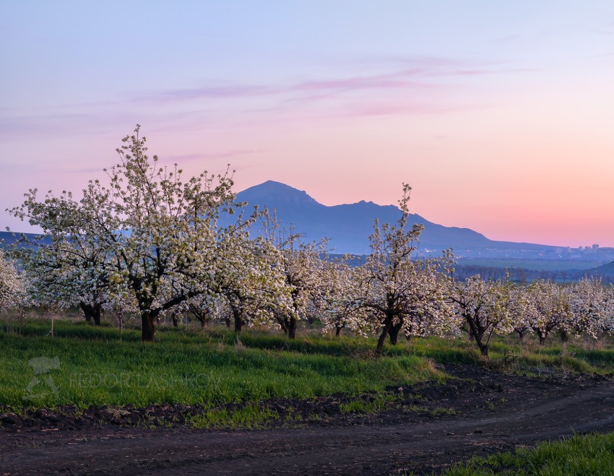 Яблочные плантации Нормандии