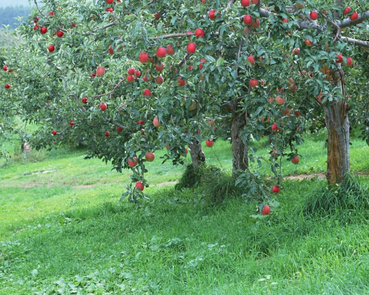 Хурма Абхазия роща хурмы