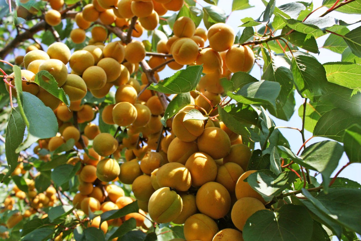 Плодовое дерево яблоня Жанатан