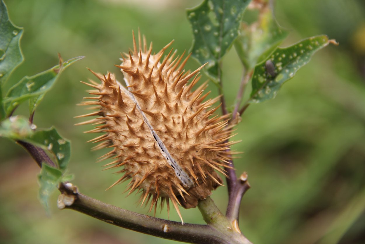 Urtica Ferox – Крапивное дерево Онгаонга